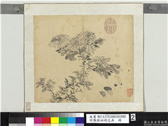 明陈栝四时花卉　册　菊花,绘画,花草