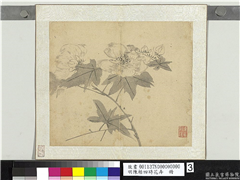 明陈栝四时花卉　册　木芙蓉,绘画,花草