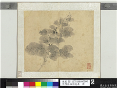 明陈栝四时花卉　册　戎葵,绘画,花草