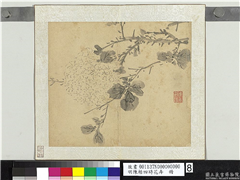 明陈栝四时花卉　册　绣球,绘画,花草
