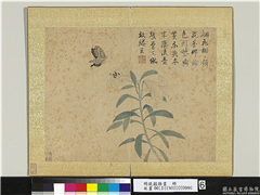 明钱谷杂画　册　蝴蝶百合花,绘画,花草,草虫
