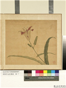 清陈字文房集锦　册　萱花,绘画,花草