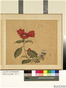 清陈字文房集锦　册　山茶野菊,绘画,花草