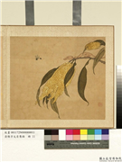 清陈字文房集锦　册　佛手柑,绘画,果蔬,走兽,草虫