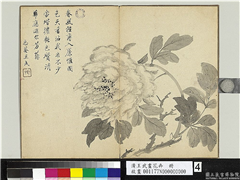 清王武画花卉　册　牡丹,绘画,花草