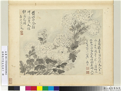 清恽寿平写生花卉　册　墨菊,绘画,花草