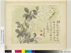 清恽寿平写生花卉　册　绣球花,绘画,花草
