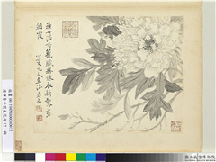 清恽寿平写生花卉　册　牡丹,绘画,花草