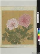 清恽寿平牡丹　册　牡丹（四）,绘画,花草