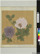 清恽寿平牡丹　册　牡丹（六）,绘画,花草