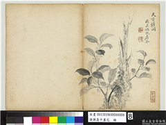 清恽寿平墨花　册　桂花,绘画,花草