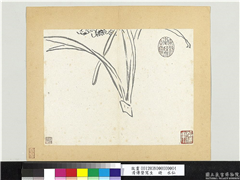 清传綮写生　册　水仙,绘画,花草