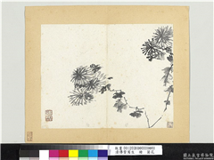 清传綮写生　册　菊花,绘画,花草