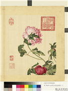 清郎世宁画仙萼长春　册　牡丹,绘画,花草