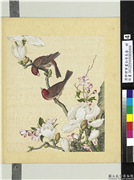清郎世宁画仙萼长春　册　海棠玉兰,绘画,花草,翎毛