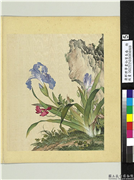 清郎世宁画仙萼长春　册　虞美人蝴蝶花,绘画,花草,山水