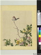 清郎世宁画仙萼长春　册　黄刺蘼鱼儿牡丹,绘画,花草,翎毛