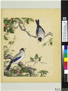 清郎世宁画仙萼长春　册　樱桃桑鳲,绘画,果蔬,翎毛,花草