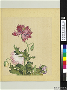 清郎世宁画仙萼长春　册　罂粟,绘画,花草