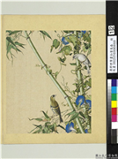 清郎世宁画仙萼长春　册　翠竹牵牛,绘画,树木,花草,翎毛