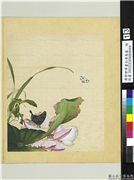 清郎世宁画仙萼长春　册　荷花慈姑,绘画,花草,草虫