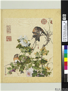 清郎世宁画仙萼长春　册　菊花,绘画,花草,翎毛