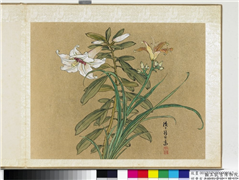 明曹有光孙杕画册　册　画百合,绘画,花草