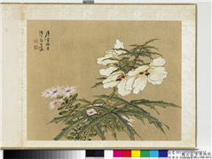 明曹有光孙杕画册　册　画秋葵,绘画,花草