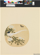 画幅集册　册　清蒋廷锡花卉,绘画,花草,翎毛,草虫