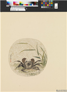 画幅集册　册　清蒋廷锡花卉,绘画,水中动植物,花草