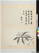 明沈周写意　册　画枇杷,绘画,果蔬
