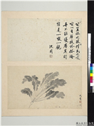 明沈周写意　册　画白菜,绘画,果蔬