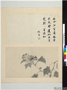 明沈周写意　册　画芙蓉,绘画,花草