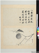 明沈周写意　册　画红柿,绘画,果蔬