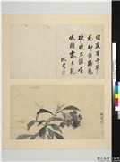 明沈周写意　册　鸡冠花,绘画,花草
