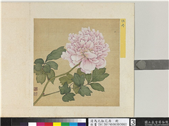 清马元驭花卉　册　牡丹,绘画,花草