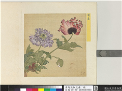 清马元驭花卉　册　罂粟,绘画,花草