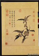 明沈周画枇杷　轴,绘画,果蔬