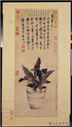 明陈栝画万年青　轴,绘画,花草,器用