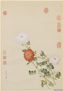 清郎世宁画洋菊　轴,绘画,花草