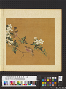 五代後蜀黄筌长春花鸟　册　花卉翎毛,绘画,花草,翎毛