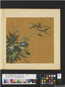 五代後蜀黄筌长春花鸟　册　牵牛花,绘画,花草,树木,草虫