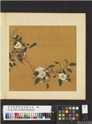五代後蜀黄筌长春花鸟　册　茶花翎毛,绘画,花草,翎毛