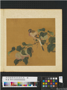 五代後蜀黄筌长春花鸟　册　苹婆翎毛,绘画,果蔬,翎毛