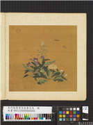 五代後蜀黄筌长春花鸟　册　荠菜蒲公英,绘画,花草,草虫