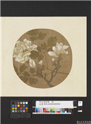 明宣德宝绘　册　玉兰牡丹,绘画,花草