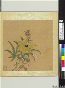 明仇英花鸟　册　蜀葵,绘画,花草