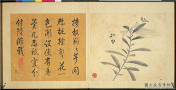 明陈淳画花卉　册　百合,绘画,花草