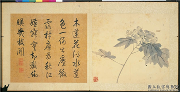 明陈淳画花卉　册　芙蓉,绘画,花草