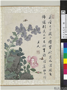 清王武花卉　册　僧鞋菊月季花,绘画,花草,草虫